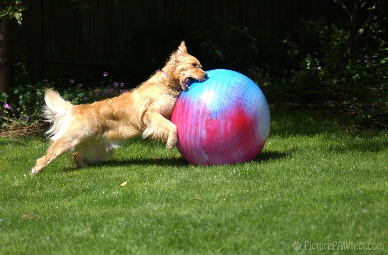 'Still can't get my jaws around that ball!' (Genevieve's Late Summer/Fall in 2002)