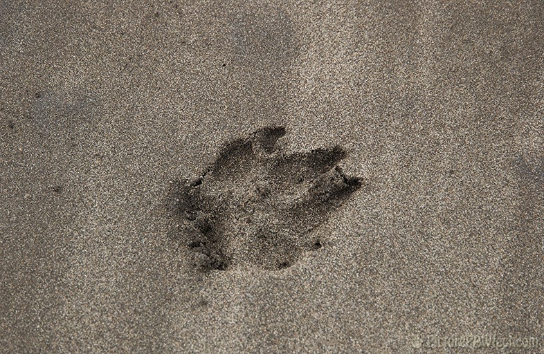 Paw Prints in the Sand (Genevieve in 2004)
