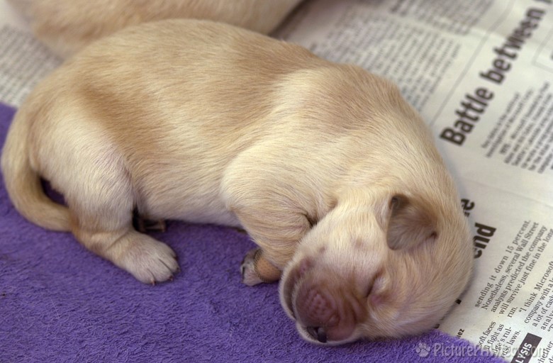 Sleeping alone... (Puppies at 5 days old)