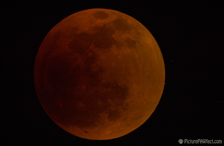 Total Lunar Eclipse (with star about to eclipse) (Sky & Space Gallery)